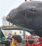 擱淺死亡抹香鯨將制作標(biāo)本 設(shè)專(zhuān)館展出